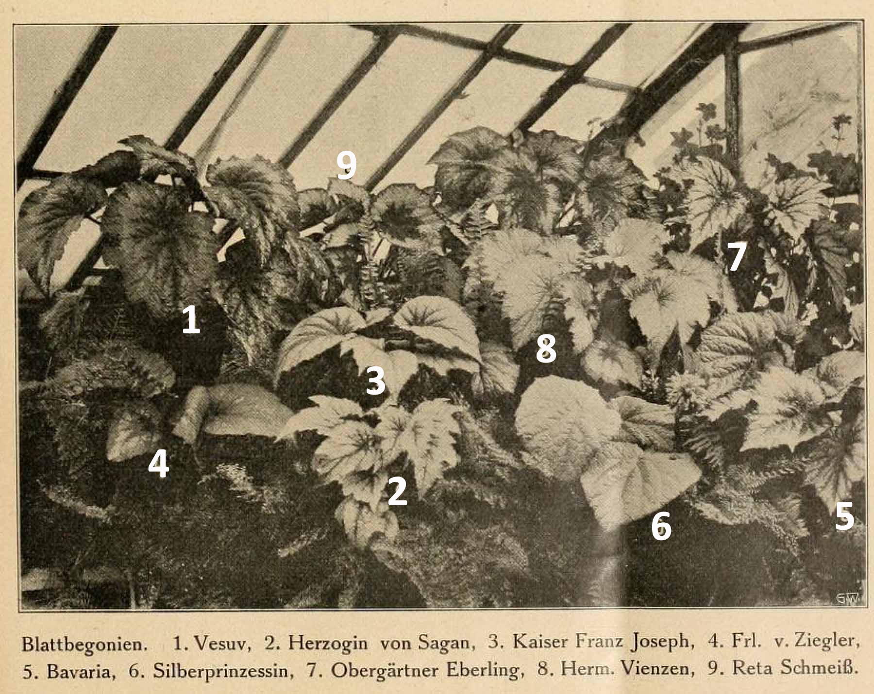 B. ‘Obergartner Eberling’